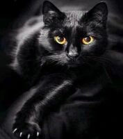 Pracht Creatives Hobby GmbH Diamond Painting Schwarze Katze (Design 25x35)30x40 cm